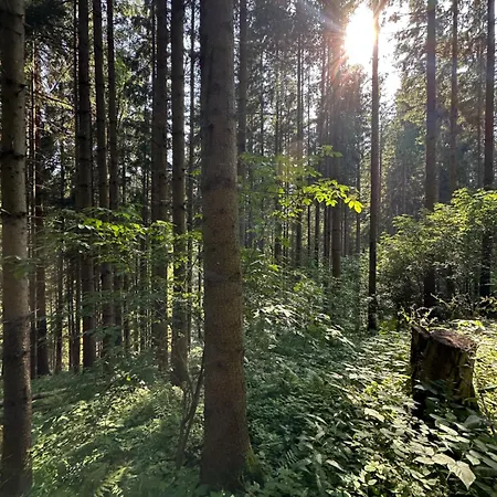 Im Wald